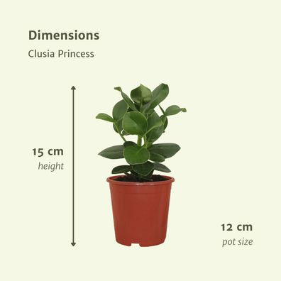 Clusia Princess (Signaturbaum) - 2 Stücke - Ø12cm - ?15cm