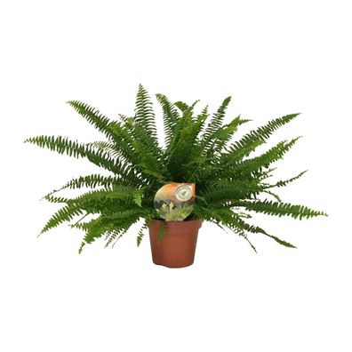 Nephrolepis Green Lady - Ø17cm - ?40cm