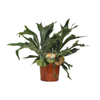 Platycerium Bifurcatum - Ø26cm - ?80cm
