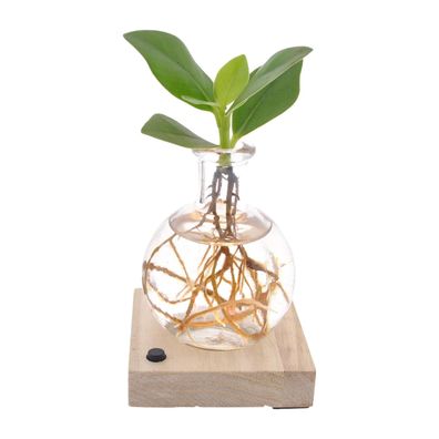 Clusia In Samoa LED - Ornamentale Pflanze im Topf - Ø5cm, Höhe 10cm für jedes Zuhause