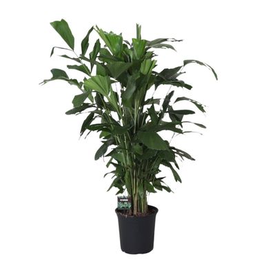 Caryota Mitis - Ø24cm - ?120cm