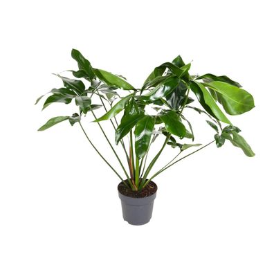 Philodendron Green Wonder - Ø24cm - ?100cm