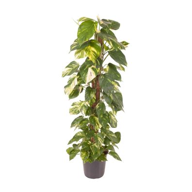 Epipremnum Pinnatum - Ø24cm - ?120cm