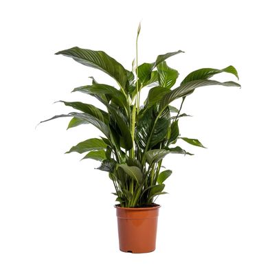Spathiphyllum Bellini - Ø24cm - ?100cm