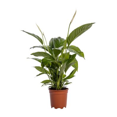 Spathiphyllum Bingo Cupido - Ø19cm - ?80cm
