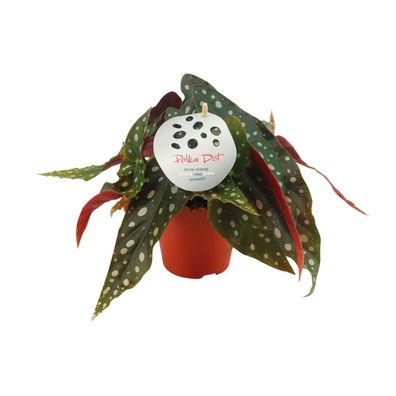 Begonia Maculata - Kompakte Pflanze Ø12 cm und 20 cm hoch für elegantes Raumdesign