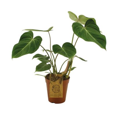 Philodendron Gloriosum - Ø15cm - ?40cm