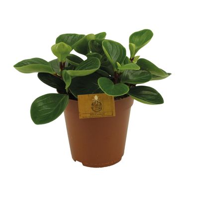 Peperomia Red Canyon - Ø15cm - ?25cm