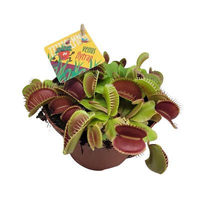 Dionaea Muscipula - Ø12cm - ?12cm