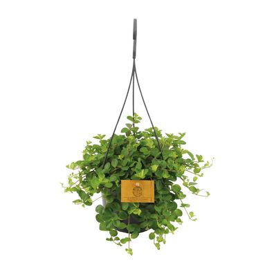 Peperomia Rotundifolia - Ø15cm - ?25cm