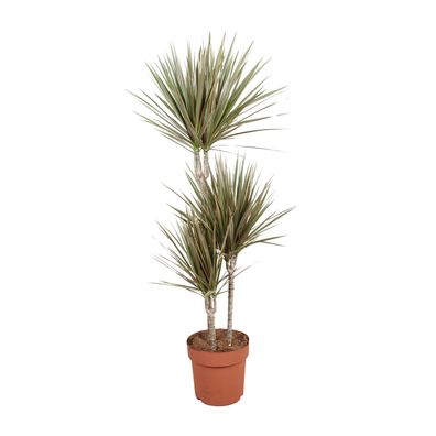Dracaena Bicolor - Ø21cm - ?120cm