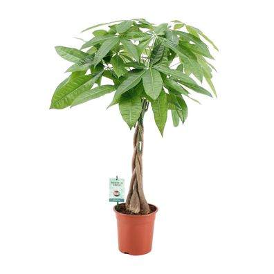 Pachira Aqautica - Ø19cm - ?80cm