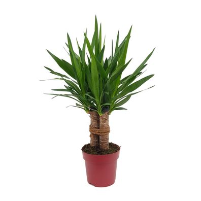 Yucca "Tres Cañas" 30 Stam P19 - Ø19cm - ?70cm