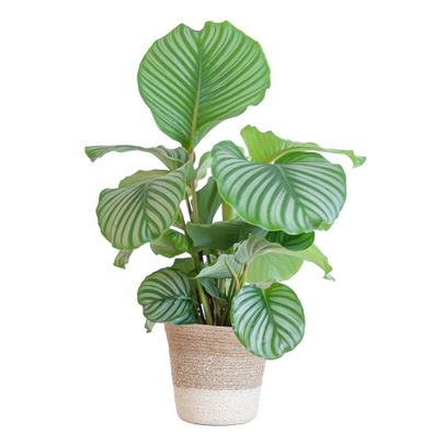 Calathea Orbifolia mit weißem Lissabon-Korb - 65cm - Ø19