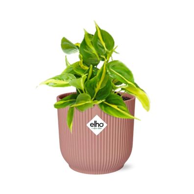 Philodendron Scandens ‘Brasil’ in ELHO Vibes Fold 14cm roze