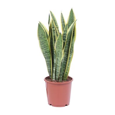 Sansevieria Trifasciata Laurentii - perfekte Zimmerpflanze für jeden Raum - Ø14cm