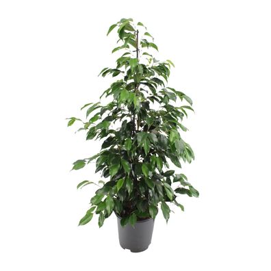 Ficus benjamina Danielle - Ø21cm - ?95cm