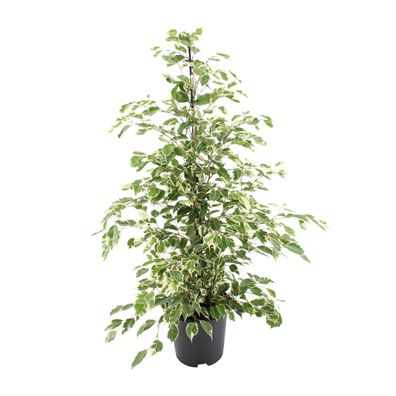 Ficus benjamina Twilight - Ø21cm - ?95cm