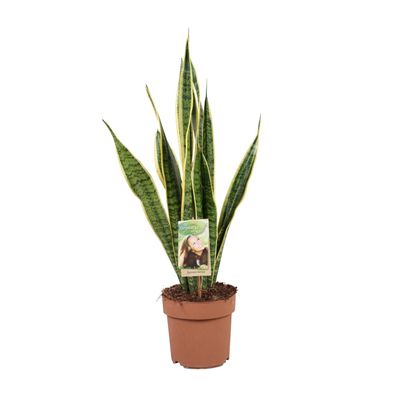 Sansevieria Trifasciata Laurentii - Ø17cm - ?60cm