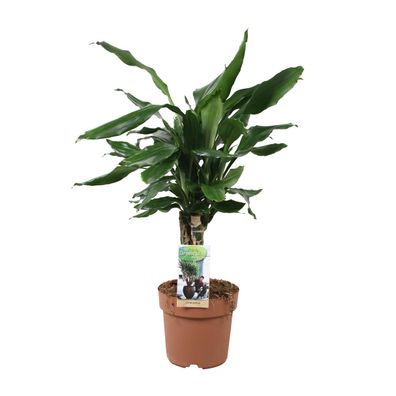 Dracaena Fagrans Steudneri Green - Ø17cm - ?55cm