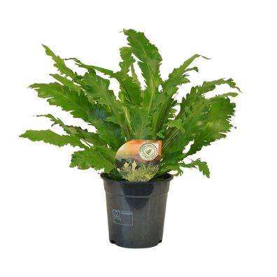 Asplenium Campio - Ø17cm - ?50cm