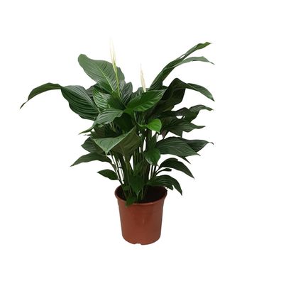 Spathiphyllum Sweet Silvana - Ø24cm - ?80cm