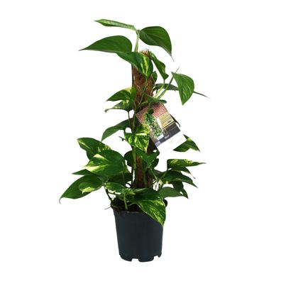 Scindapsus Epipremnum - 15 cm Topf - Hohe Zimmerpflanze mit 50 cm für Ihre Wohnräume