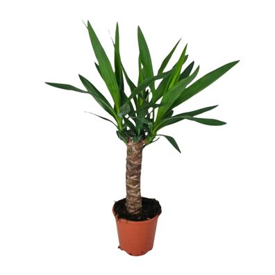Yucca - Ø14cm - ?60cm