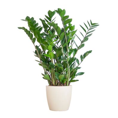 Zamioculcas Zamiifolia | Robuste Zimmerpflanze mit Viber-Topf Weiß - 80cm und Ø21 c