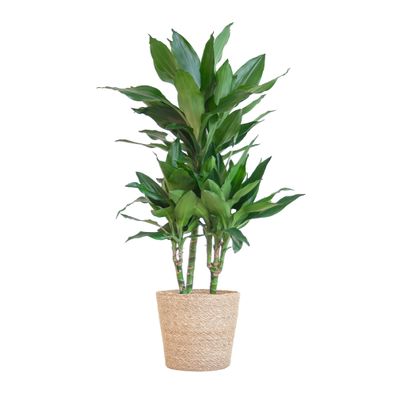 Dracaena Janet Lindt mit Sofia-Korb Natur - 95cm Höhe - Ø21cm