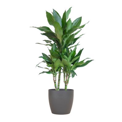 Dracaena Janet Lindt, 95cm hoch, Ø21 cm, grüne Zimmerpflanze & Viber-Topf