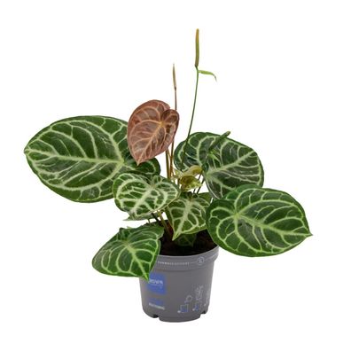 Anthurium Crystal Hybride Compact - Ø17cm - ?40cm