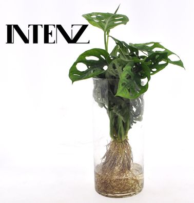 Monstera Pflanze im Zylinderglas - Ø12cm, Höhe 25cm - elegante grüne Zimmerpflanze