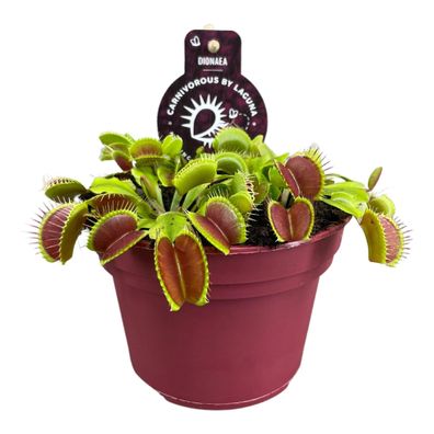 Dionaea Muscipula - Ø12 ?12