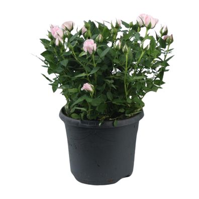 Rosa Jewel Topfrose - Ø17cm - Höhe 30cm - Beliebte Zimmerpflanze mit bezauberndem Duf