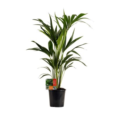 Howea Forsteriana - Ø19cm - ?100cm