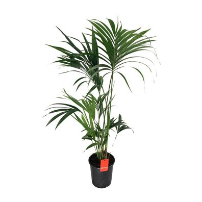 Howea Forsteriana - Ø24cm - ?130cm