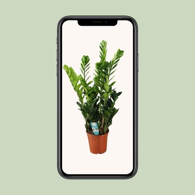 Zamioculcas 21cm - Ø21cm - ?100cm