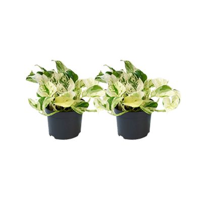 Epipremnum Happy Leaf - 2 Stücke - Ø12cm - Zimmerpflanze mit herzförmigen Blättern
