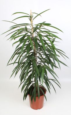 Ficus Binnendijkii Alii 21 Cm - Ø21cm - ?100cm