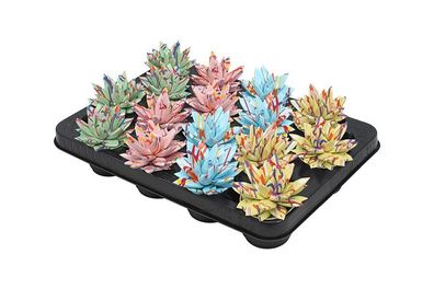 Echeveria Coloured Splash Pastel Mix - 16 Stücke - Ø6cm - ?8cm