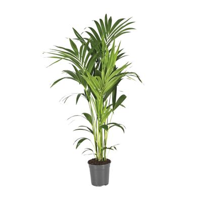 Howea Forsteriana - Ø21cm - ?130cm