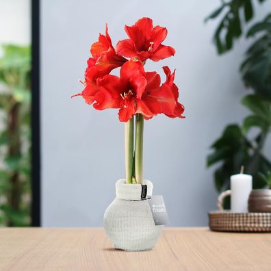 No Water Flowers® (wax amaryllis) | Fashionz Cozy Fluffy - White + Red flower