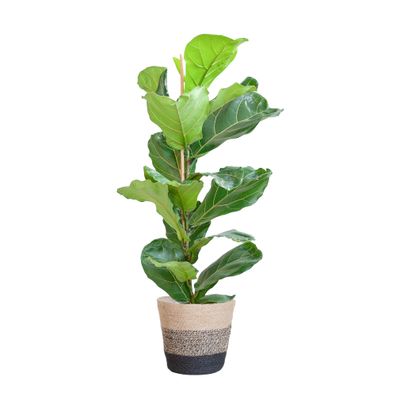 Ficus Lyrata mit stilvollem Jutekorb Lissabon schwarz - 80cm Höhe, Ø21 cm Durchmesser