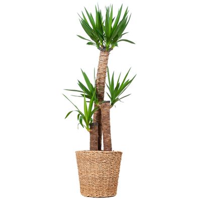 Yucca XL mit trendigem Torun-Korb – 125 cm hoch und 24 cm Durchmesser für Ihr Zuhause