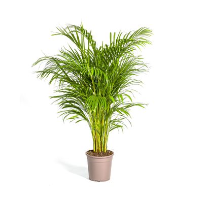 Dypsis Areca Lutescens Ø24cm - ?140cm