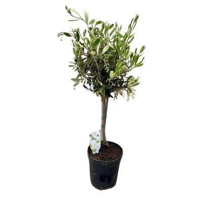 Olea - Eleganter Olivenbaum mit Ø15cm und Höhe 60cm - Ideal für drinnen und draußen