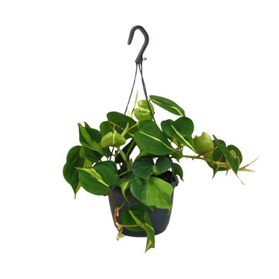 Philodendron Scandens Brasil - Ø15cm - ?35cm