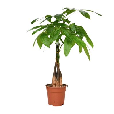 Pachira Aquatica - Ø17cm - ?65cm