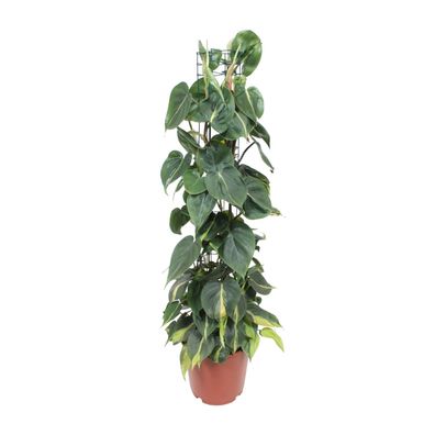 Philodendron Scandens Brasil - Ø24cm - ?120cm